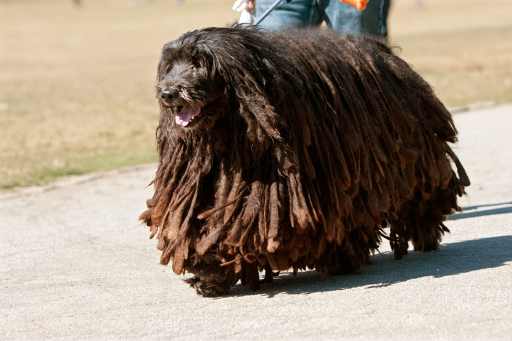 Bergamasco